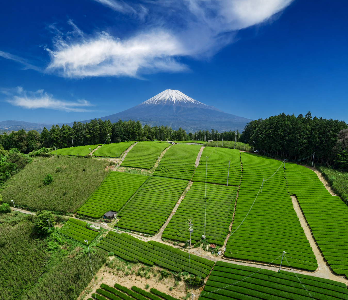 Matcha Tea Field